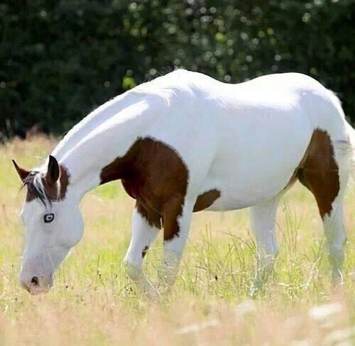 Abaco Barb Horses